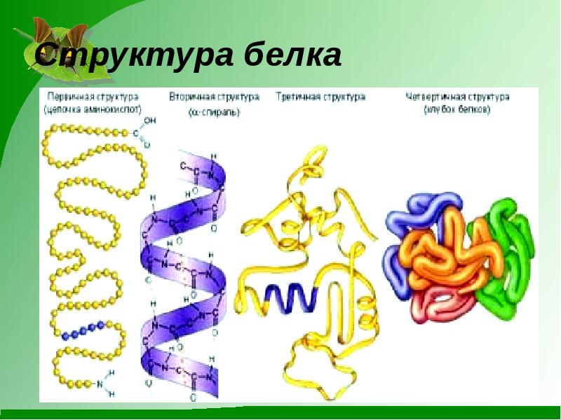 Структурный белок. Структуры белка. Вторичная и третичная структура белка. Первичная и третичная структура белка. Белки и их строение.