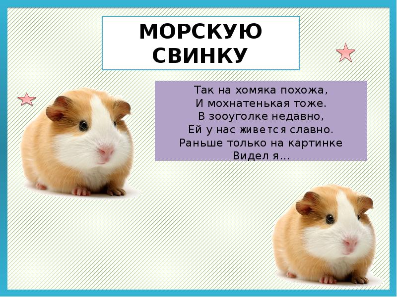 шиншилла и морская свинка. хомяк похож. хомяк похож. звери похожие на хлмяк. хомяк похож.