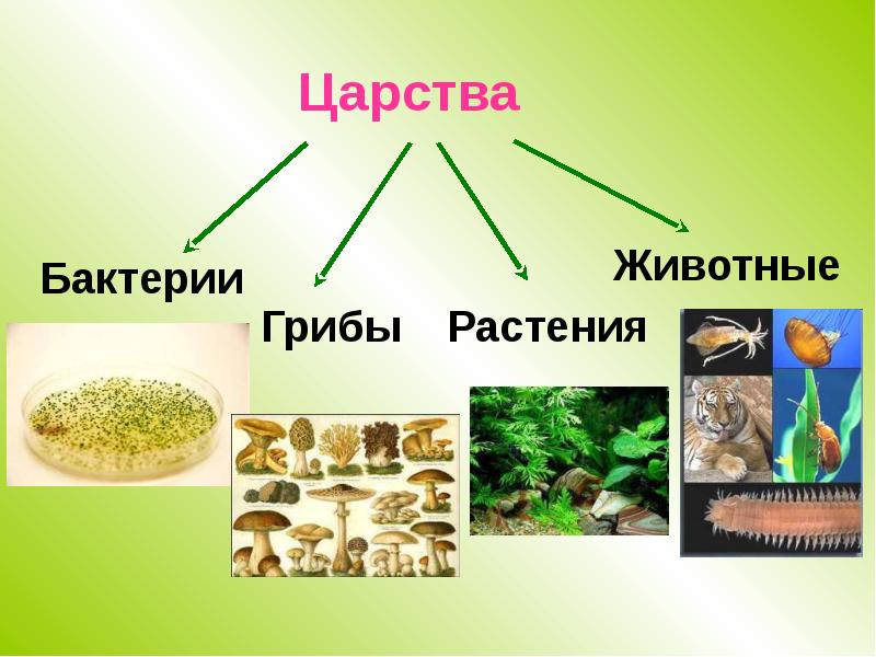 Царство животных и растений. Цепь питания животные растения бактерии грибы. Царство грибов цепочка. Цепи питания бактерий грибов,растений и животных. Цепь растения животные грибы.