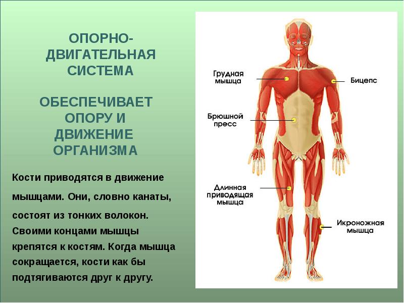 Организм человека проект