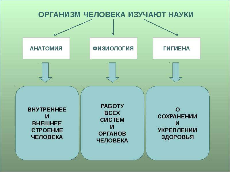 Презентация строение человека 2 класс презентация