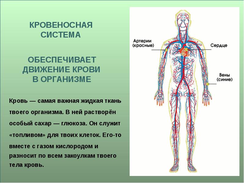 Организм человека 3 класс окружающий мир презентация