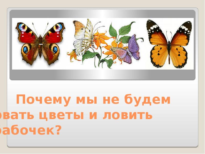 Презентация почему нельзя рвать цветы и ловить бабочек 1 класс школа россии