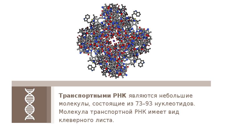 Молекула белка признаки. Синтез молекулы белка. Важнейшим процессом ассимиляции в клетке является Синтез белка. Сборка молекул белка в клетке. «Сборку» полимерной молекулы белка производят:.