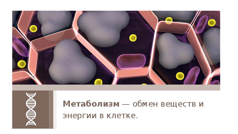 Синтезированные вещества. Синтез веществ в клетке. Биосинтез обмен веществ. Малые молекулы клетки. Пластический обмен трансляция.