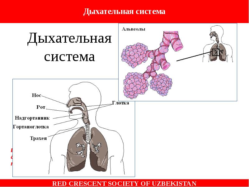 Нижние дыхательные пути. Дыхательная система Верхние и нижние дыхательные пути. Нижние дыхательные пути Алвеоло. Попадание в нижние дыхательные пути первая помощь.