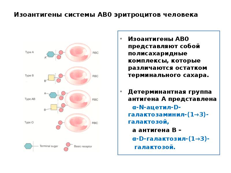 Если на эритроцитах обнаружены антигены а и в то исследуемый образец крови относится к группе