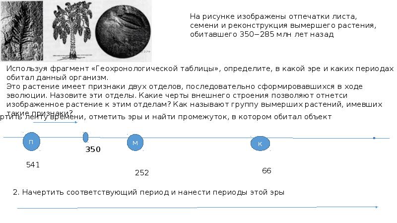 На рисунке изображены отпечаток и реконструкция древнего растения обитавшего около 350 млн лет назад