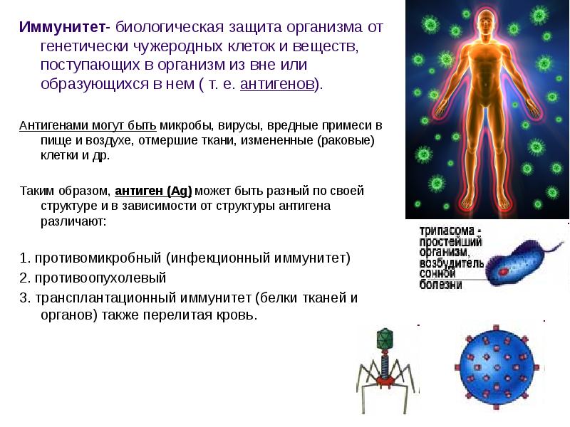 Иммунитет презентация анатомия