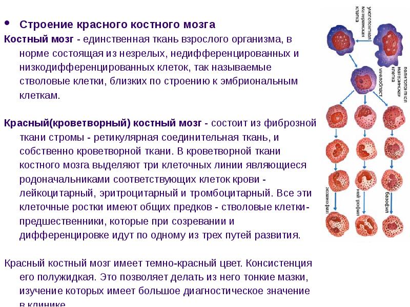 Строение костного мозга схема