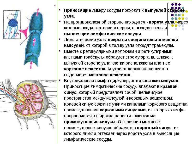Нервы лимфатических сосудов