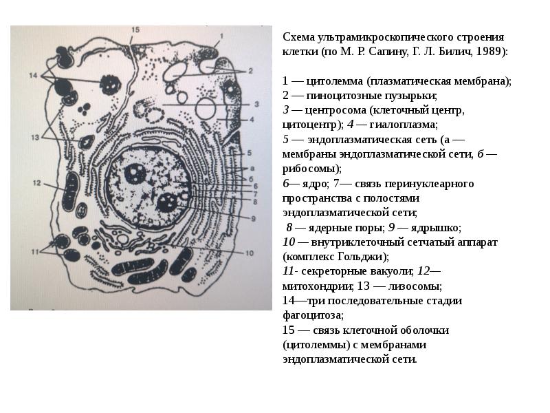 Схема ультрамикроскопического строения клетки