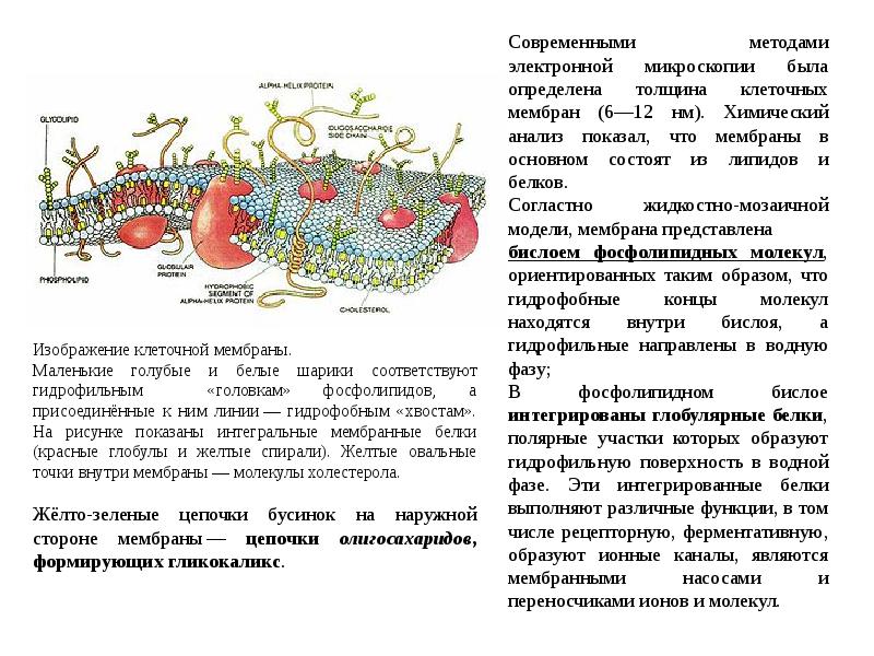 Определение оболочки клетки. Значение клеточной мембраны. Мембрана клетки строение и функции. Мембранные каналы образованы молекулами. Основная масса саркоплазматических белков.