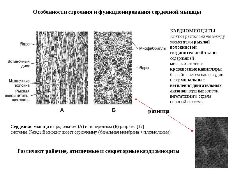 Антитела к базальной мембране. Базальная мембрана кардиомиоцита. Изображение гладкой мышечной ткани. Строение поперечно полосатого мышечного волокна. Саркоплазматическая сеть гладких мышц.