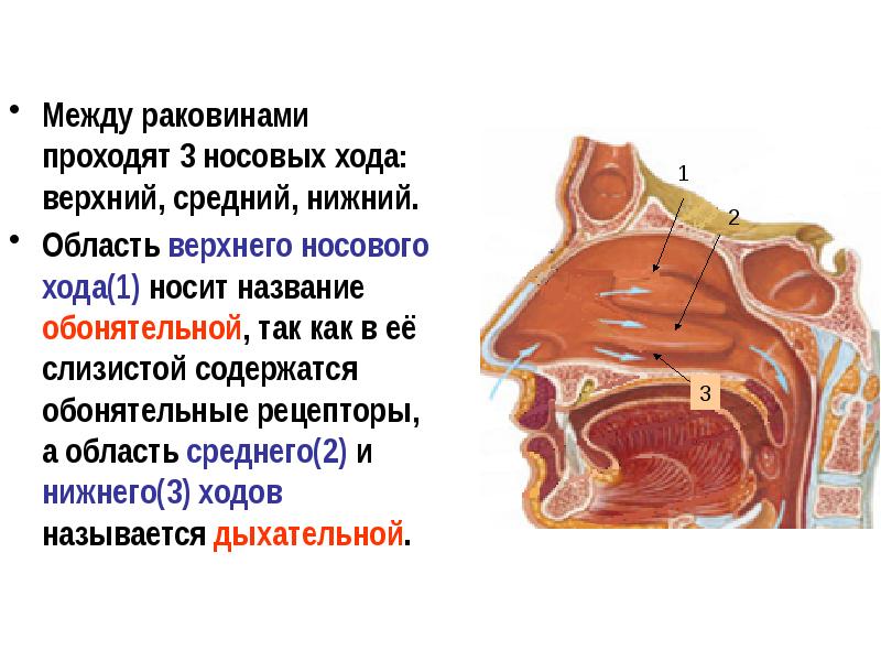 Верхне средней. Нижняя верхняя средняя носовая раковина анатомия. Носовые ходы анатомия.