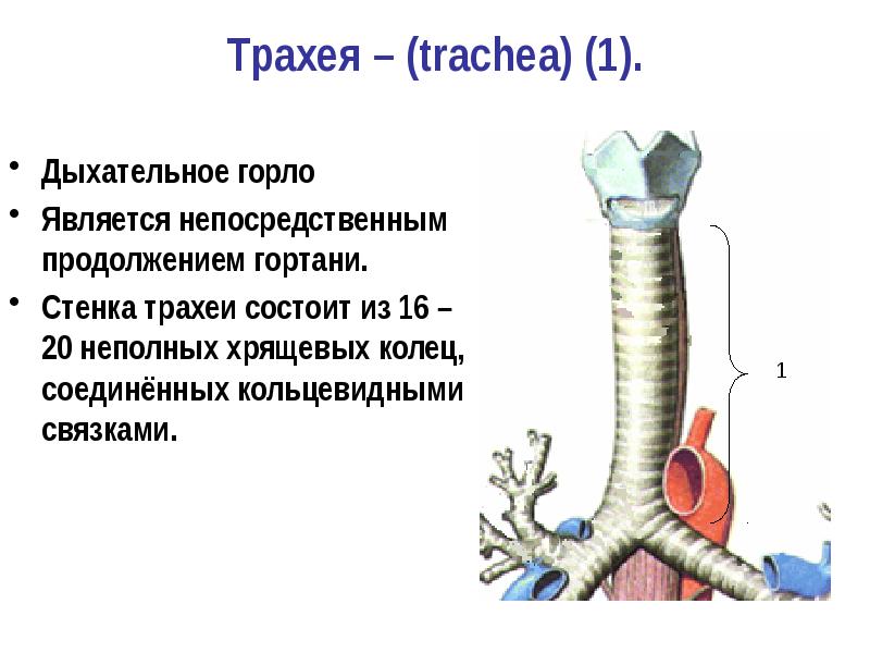 Трахея на картинке