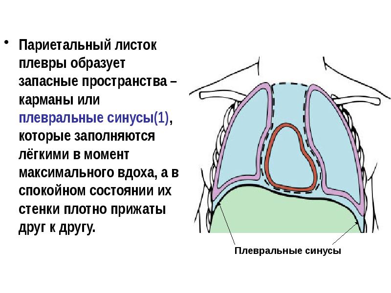 Синусы плевры картинка