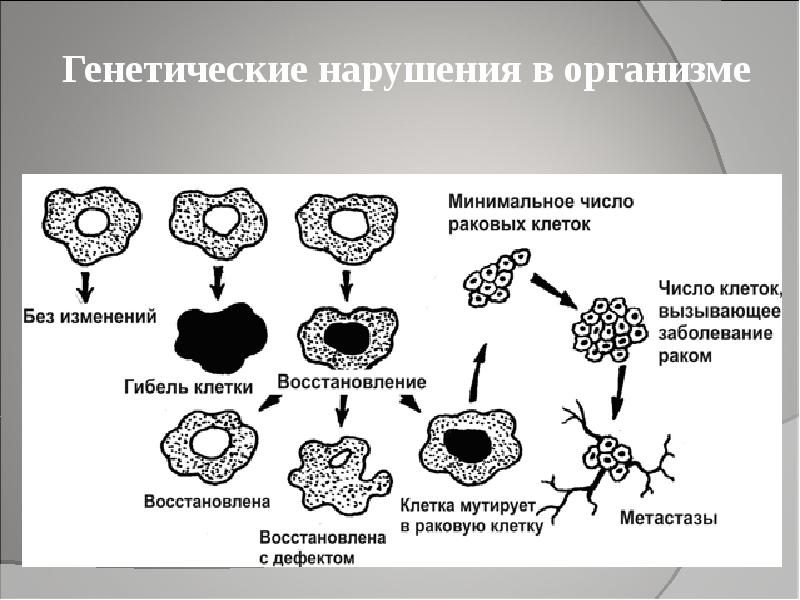 Биологическое действие радиации на живые организмы презентация