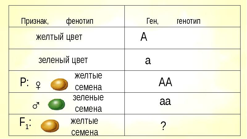 Генотип желтых семян