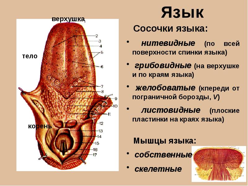 Язык строение рисунок