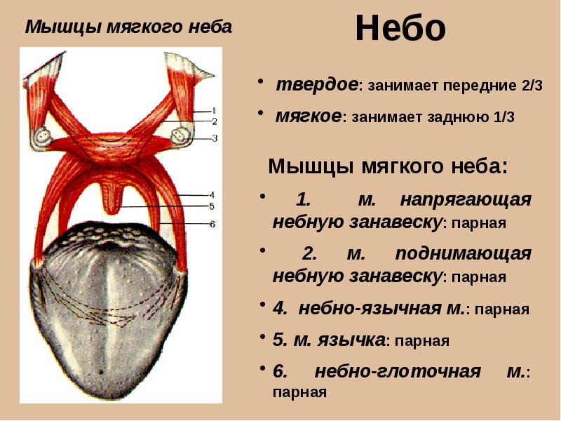 Мягкое небо латынь