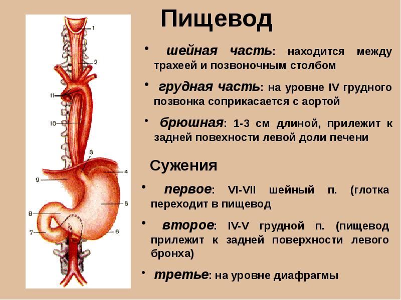 Кровоснабжение пищевода схема