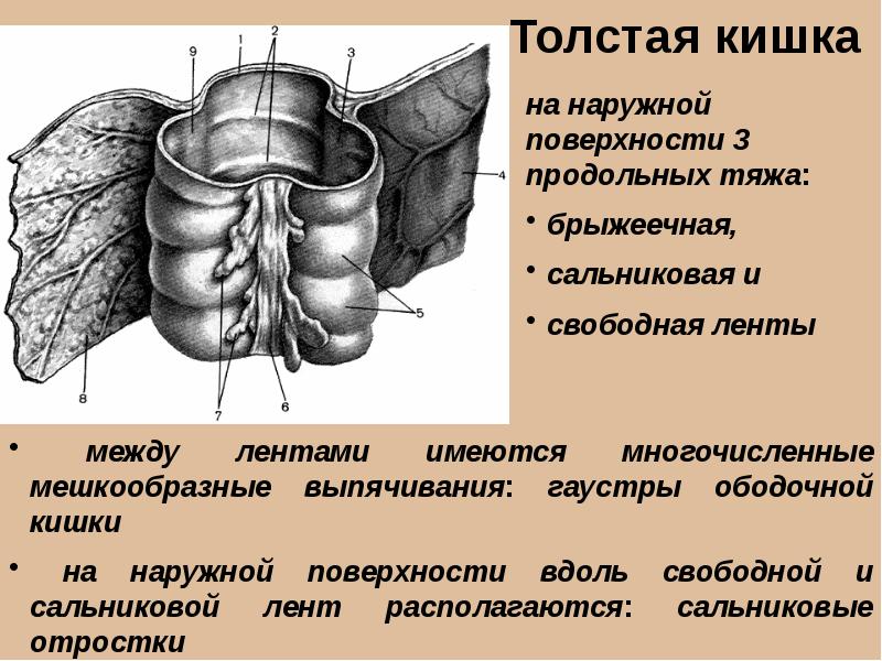 Вздутия стенки толстого кишечника называются а сфинктерами б клапанами в гаустрами г складками