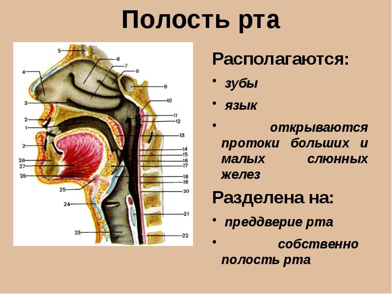 Отделы и стенки полости рта анатомия