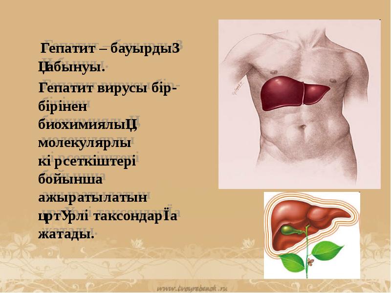 Сары ауру дегеніміз не презентация