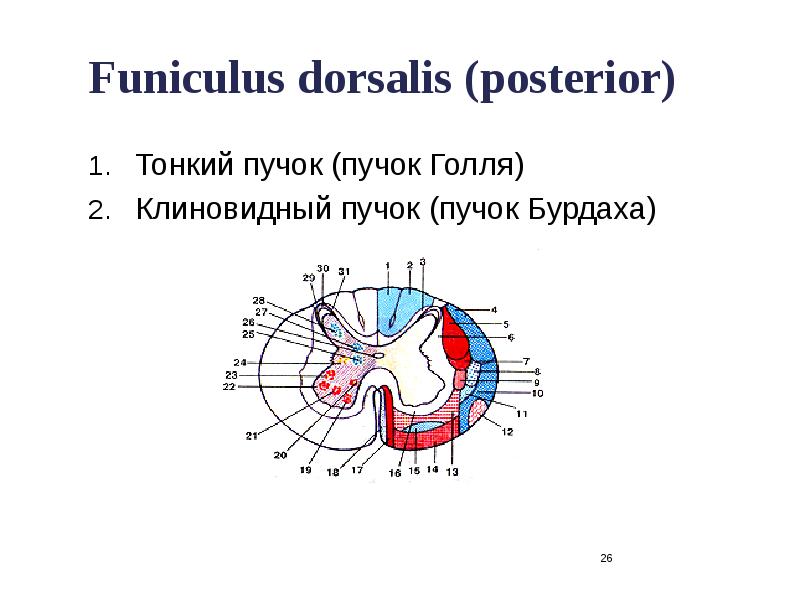 Пучок бурдаха и голля схема