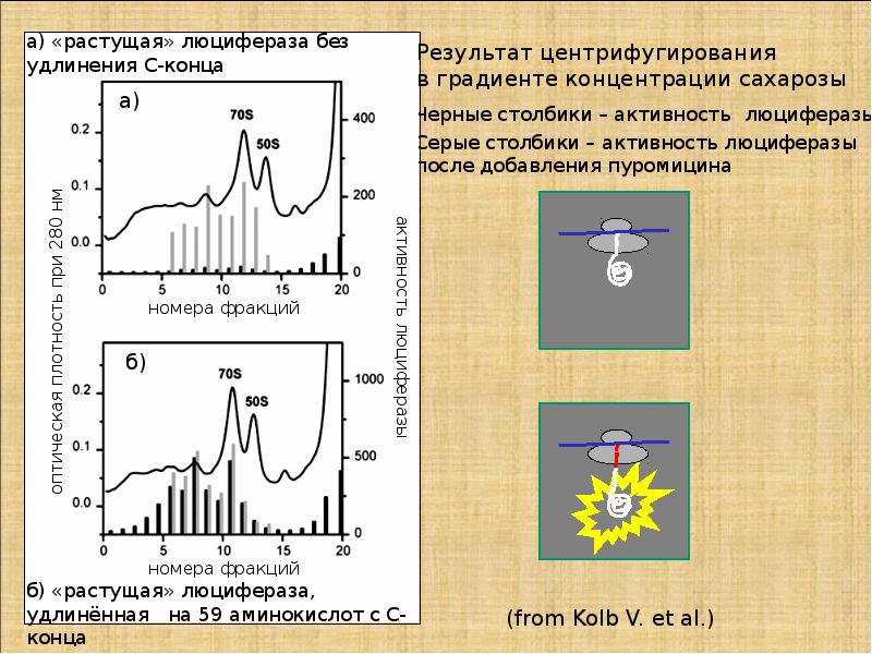 Анализ 6 класс. Активность люциферазы. 6w анализ.