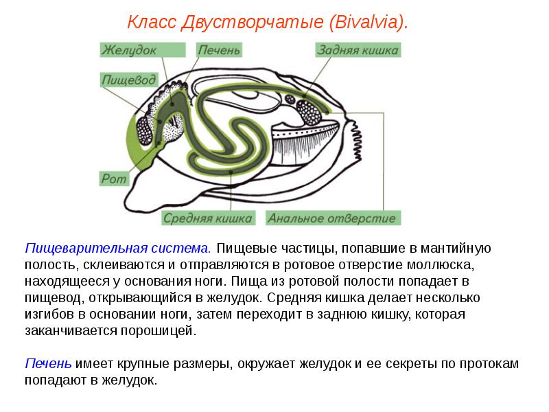 Презентация моллюски пименов