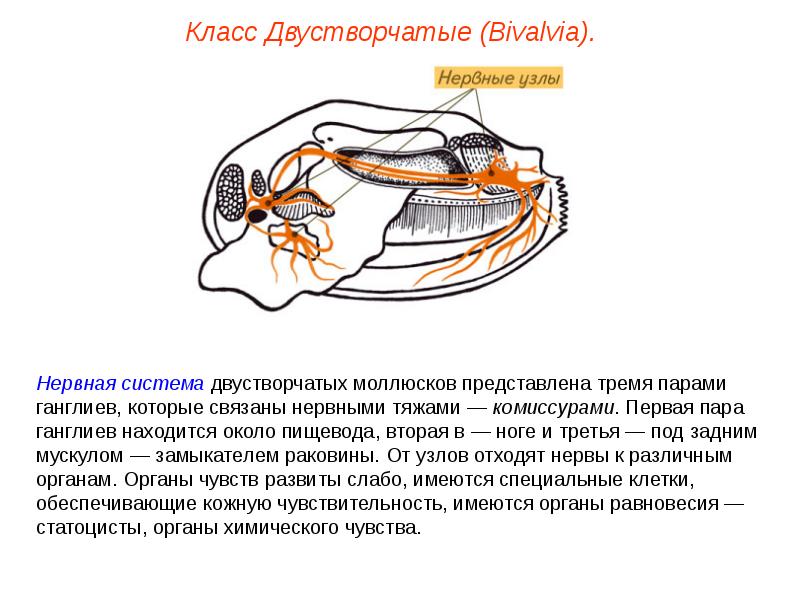 Презентация моллюски пименов