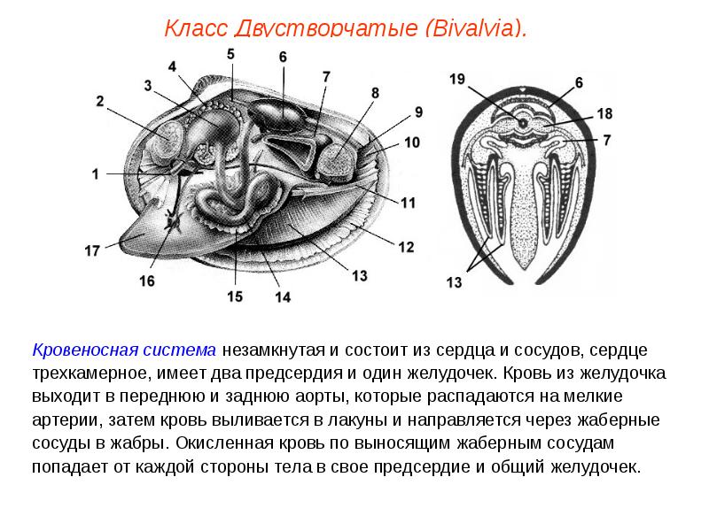 Презентация моллюски пименов