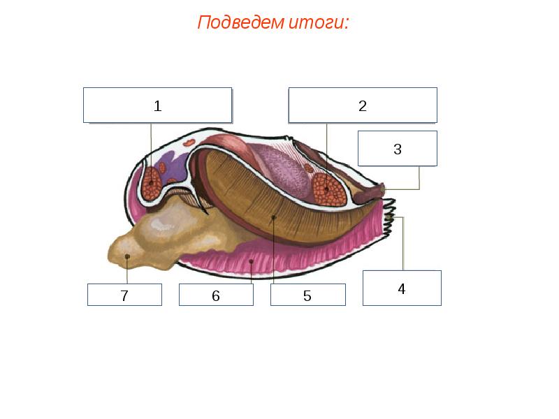 Презентация моллюски пименов