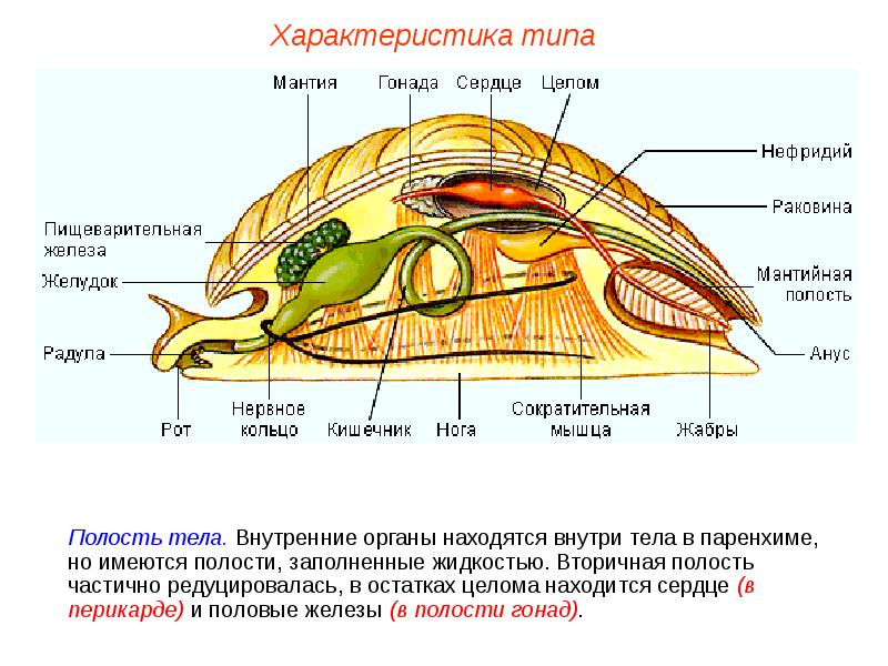 Презентация нервная система пименов