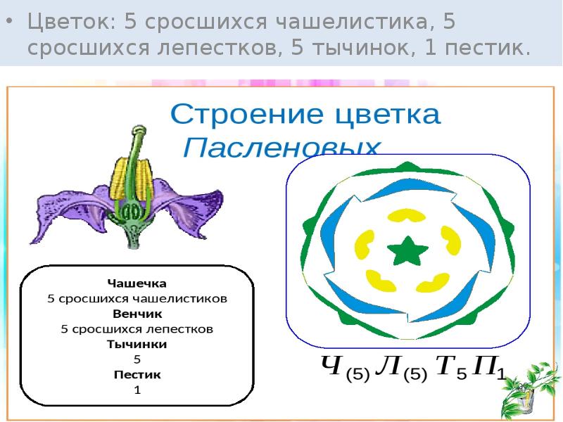 Двудольные презентация 6 класс