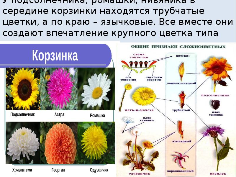 Семейство трубчатые. Трубчатые цветки. Трубчатые и язычковые. Трубчатые растения примеры. Язычковые цветки.