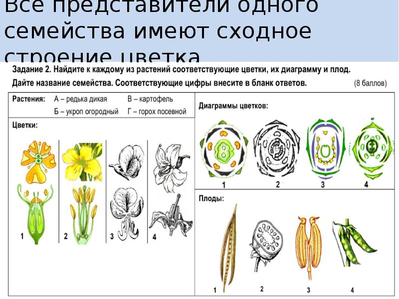 К какому классу относится растение диаграмма цветка которого показана на рисунке 1 двудольные