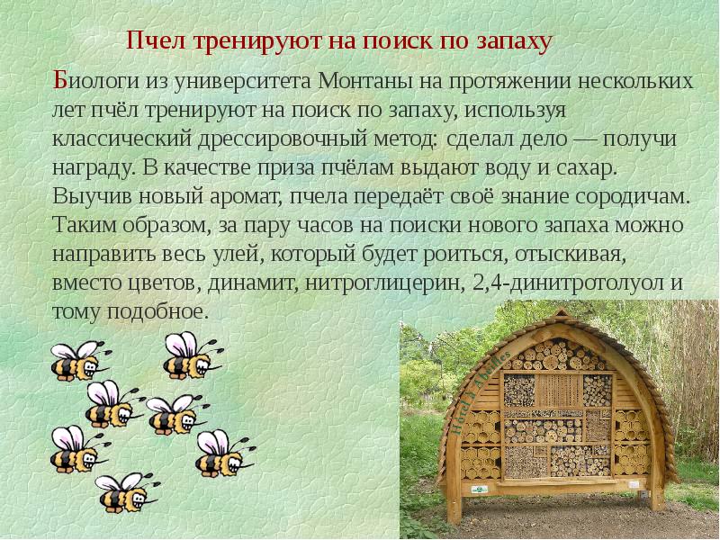 Интересное сообщение о пчелах. Интересное о пчелах. Интересные факты о пчелах. Интересные факты о пчелах для дошкольников.