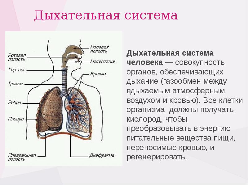 Органы дыхания человека 3 класс презентация