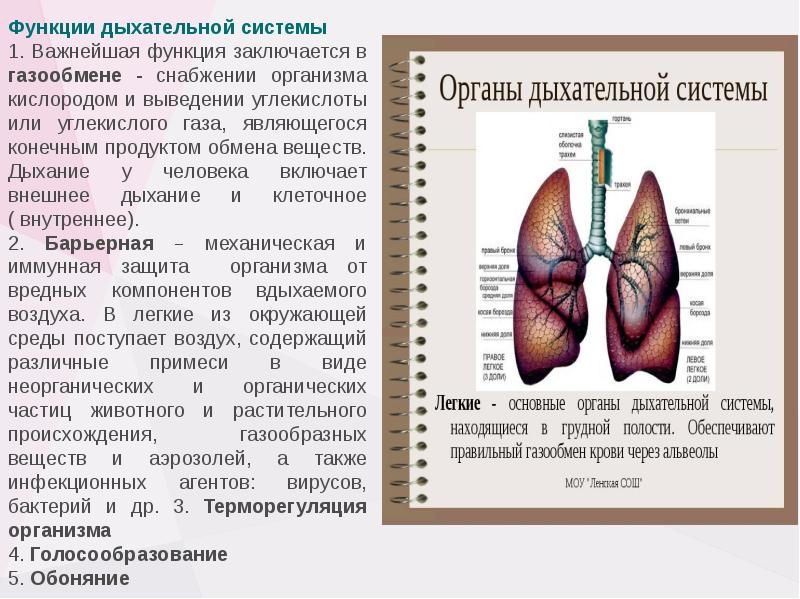 Проект на тему дыхательная система