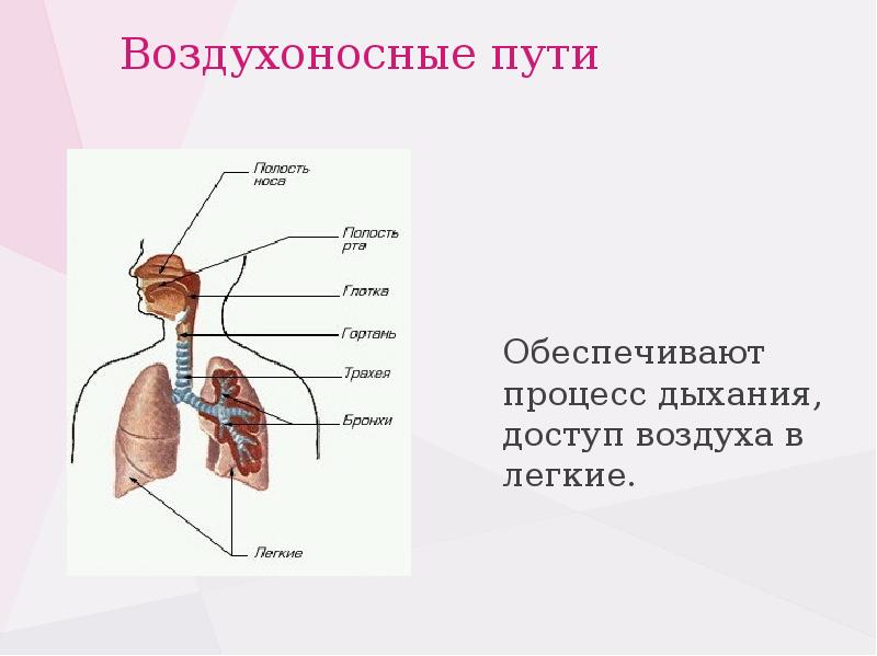 Воздухоносные пути состоящие из хрящевых