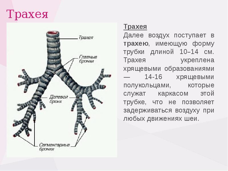 Трахея на рисунке человека