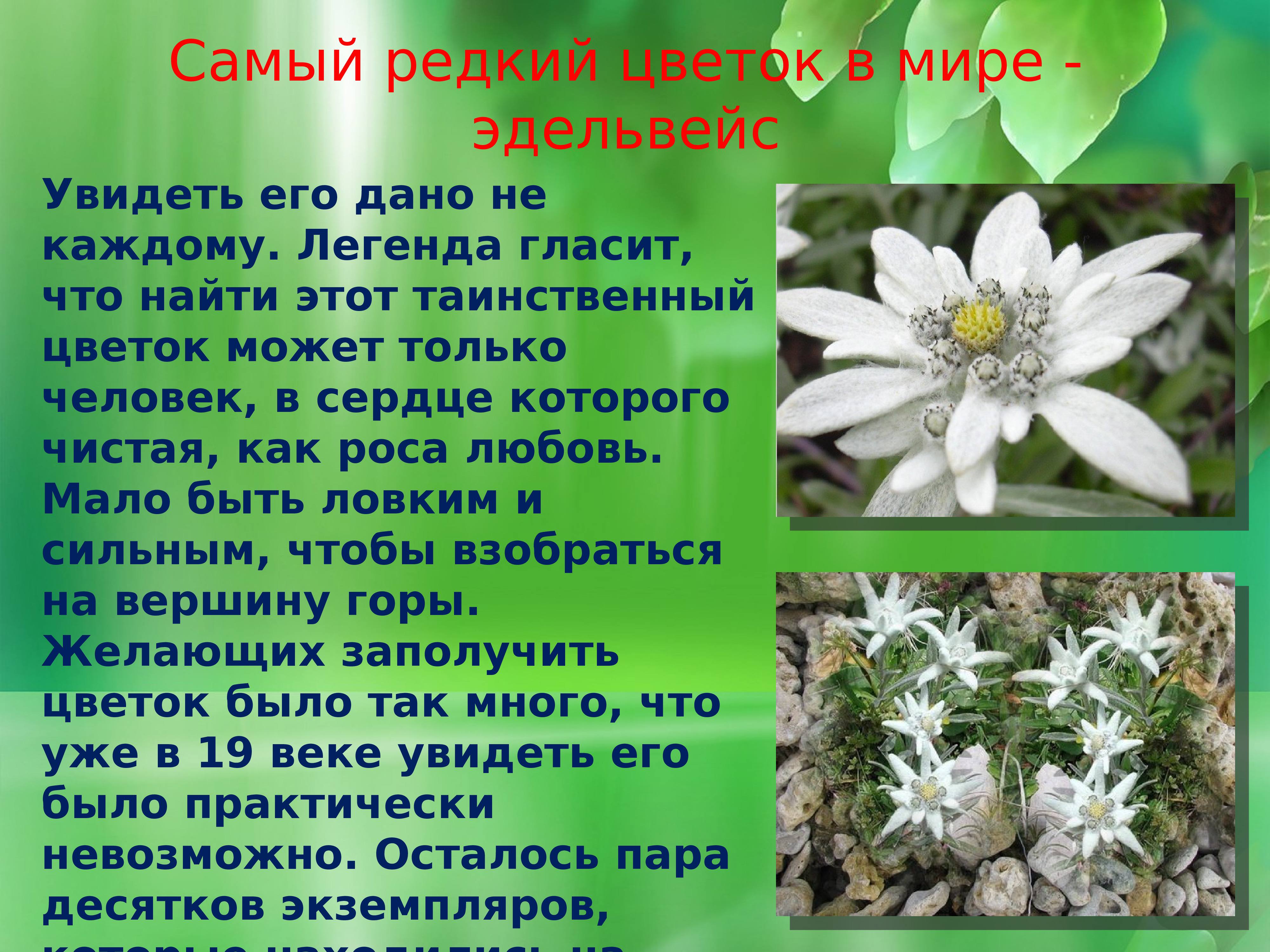 Эдельвейс красная книга растения России