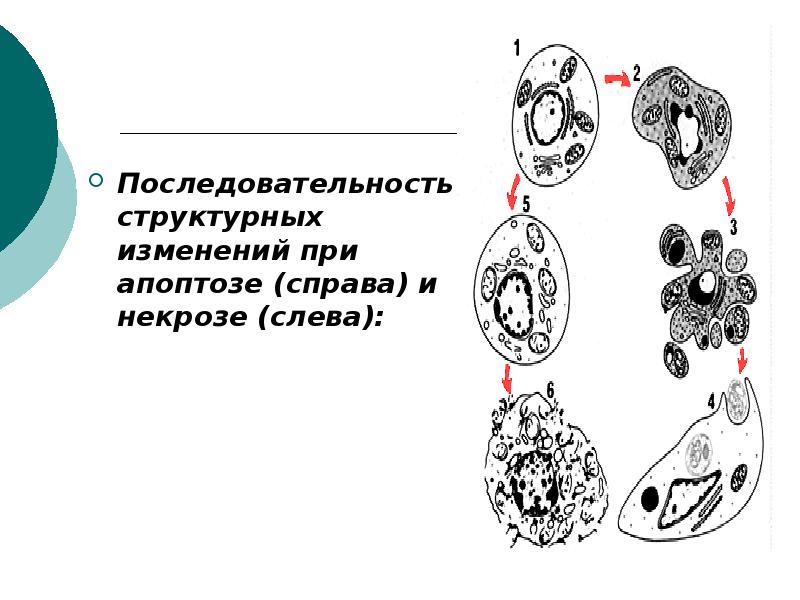 Последовательность структурных элементов. Последовательность при апоптозе. Последовательность изменений функций при апоптозе. Гены регулирующие ход онтогенеза схема.