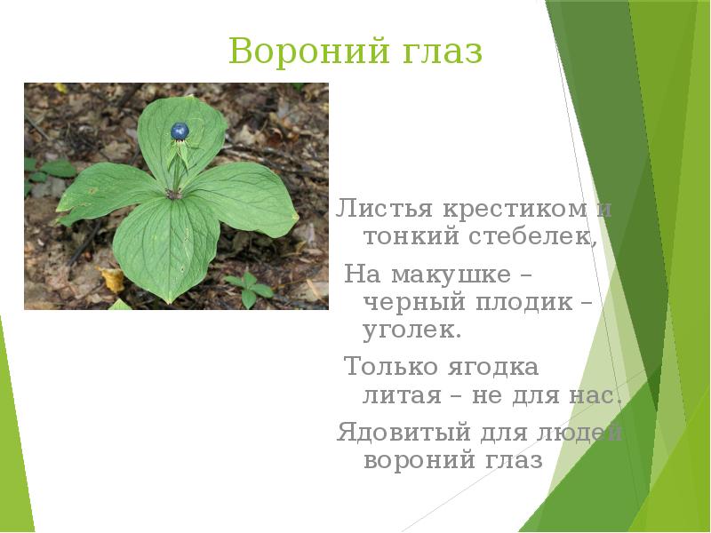 Презентация на тему польза растений