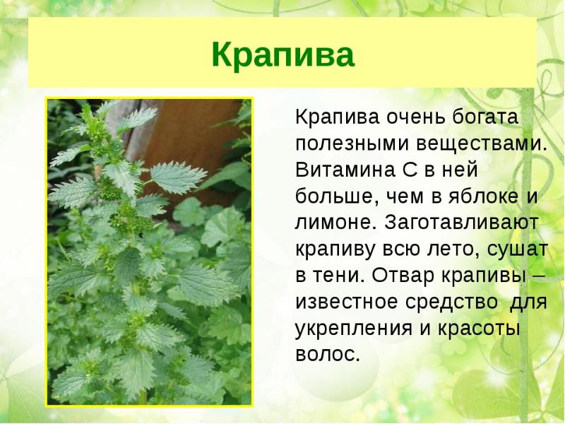 Презентация на тему польза растений