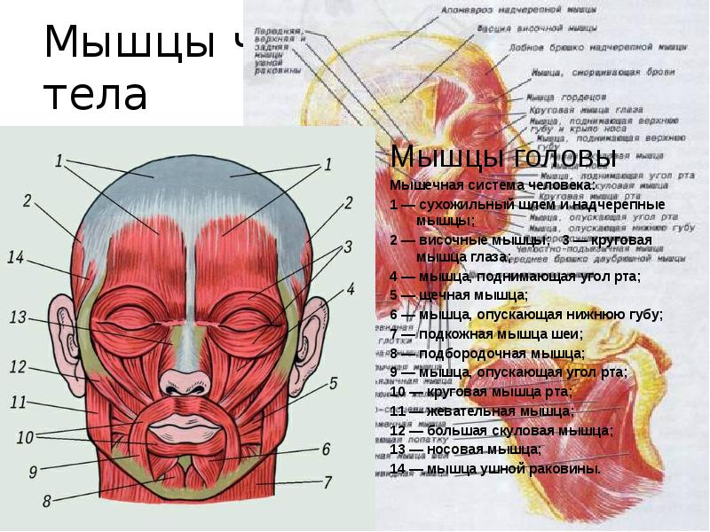 Мышцы головы и туловища. Мышцы головы презентация. Мышцы головы группы мышц. Строение мышц затылка функции.