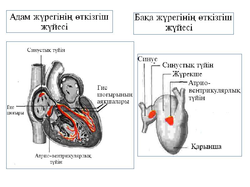 Жүрек автоматиясының механизмі презентация